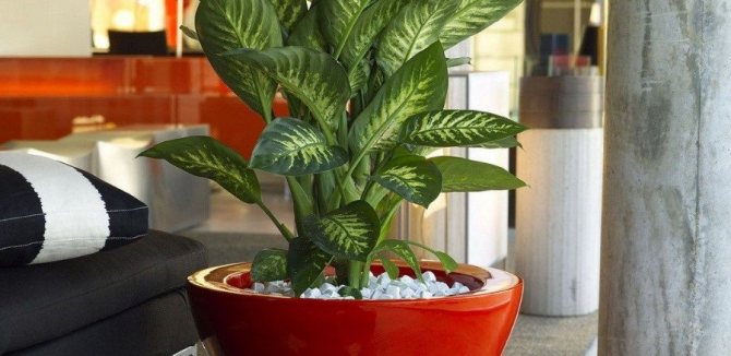 Диффенбахия