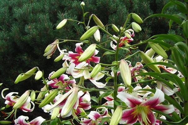 древо лилии