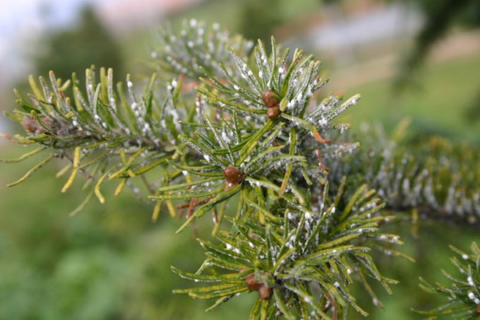 Елово-пихтовый хермес