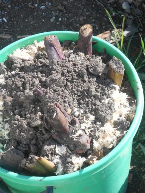 Ёмкость с корневищами, засыпанными субстратом