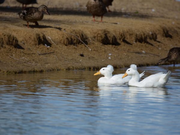 Эта разновидность хохлатой неприхотлива к пище и условиям содержания, может обходиться без водоёма. Она доброжелательна и подвижна