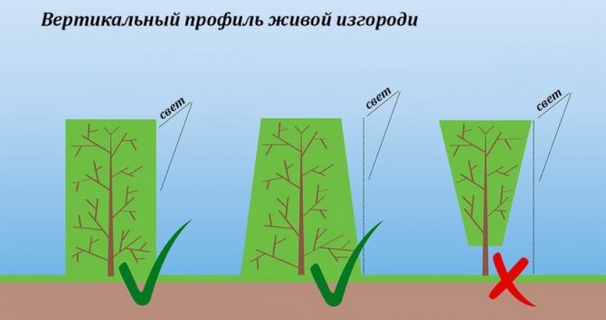 Формировка живой изгороди