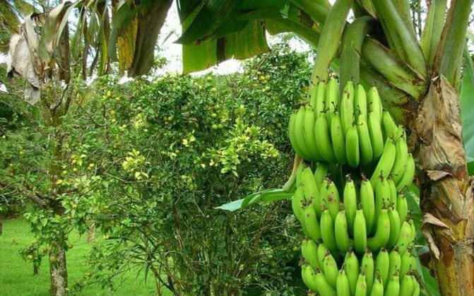 Фото бананов на дереве