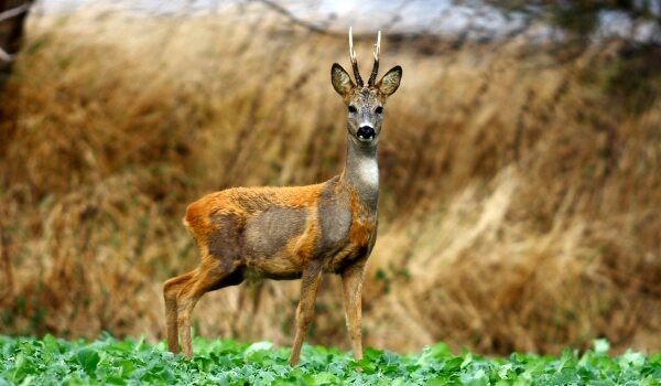 Фото: Сибирская косуля