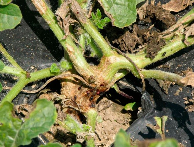 Фузариоз дыни