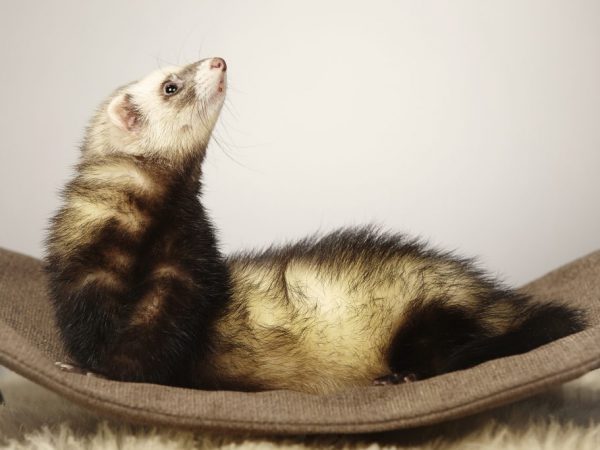 Гамак для хорька