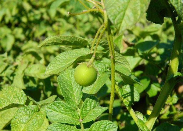 Где у картошки семена?