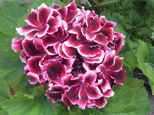 Герань королевская