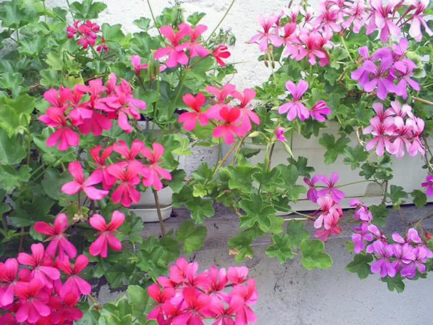 Герань плющелистная