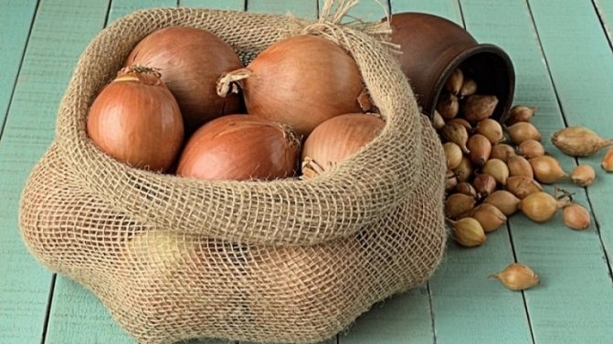 'Гибрид лука 