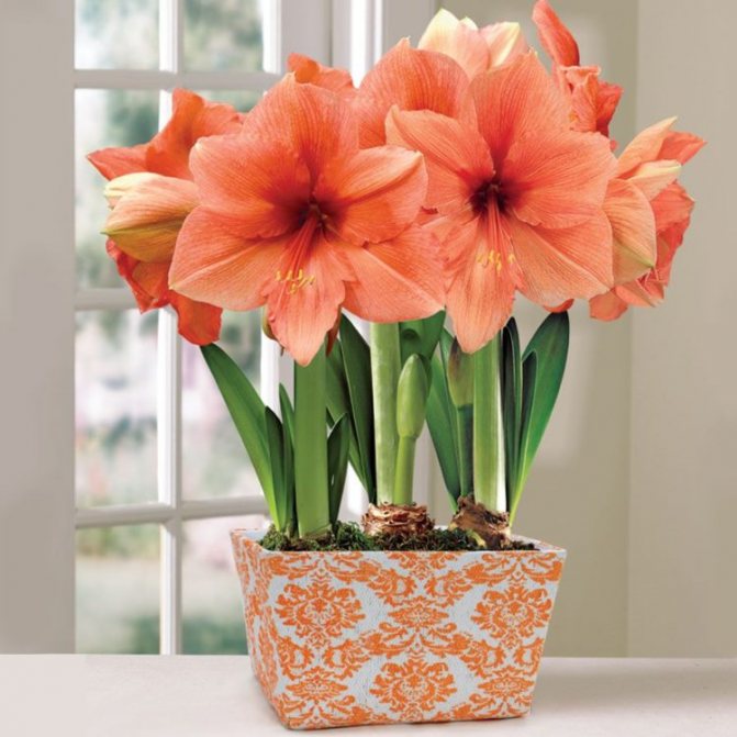 Гиппеаструм