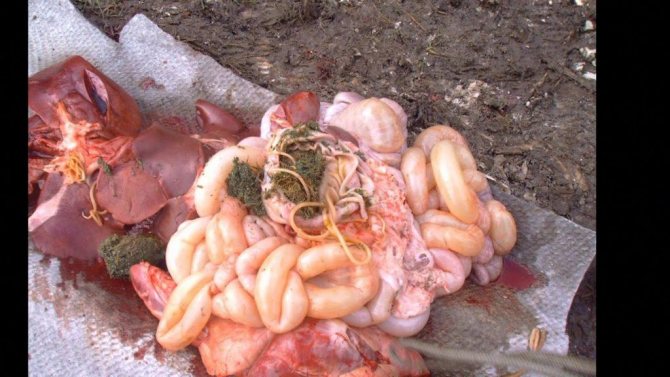 глисты у поросят