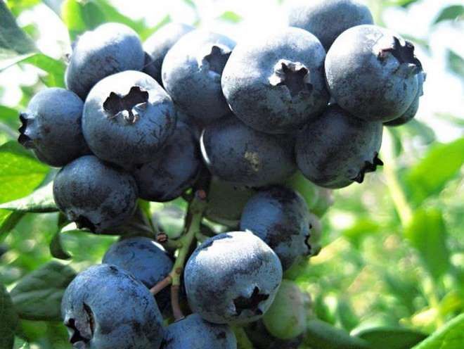 голубика патриот дегустационная оценка