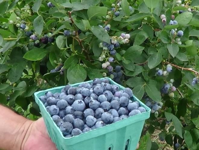 голубика патриот достоинства и недостатки