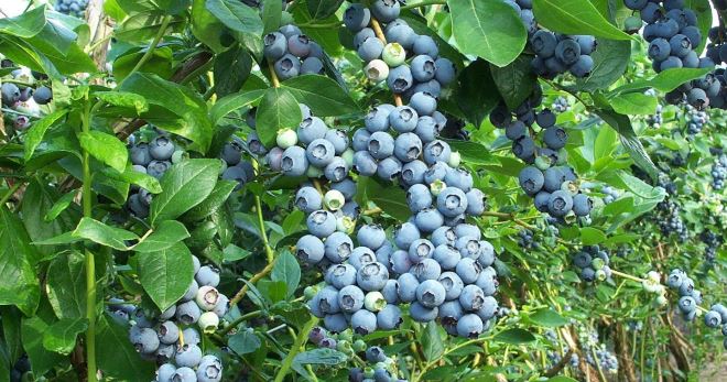 Голубика Патриот – описание, достоинства и недостатки, основные характеристики, опылители