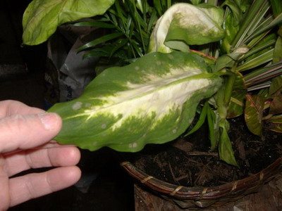 Грибковое заболевание