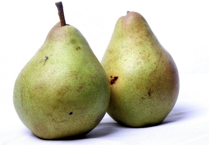 Груша Аллегро