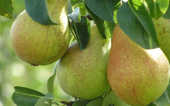 Груша Аллегро