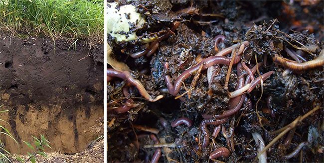 Гумус в горизонте почвы, дождевые черви, способствующие гумификации