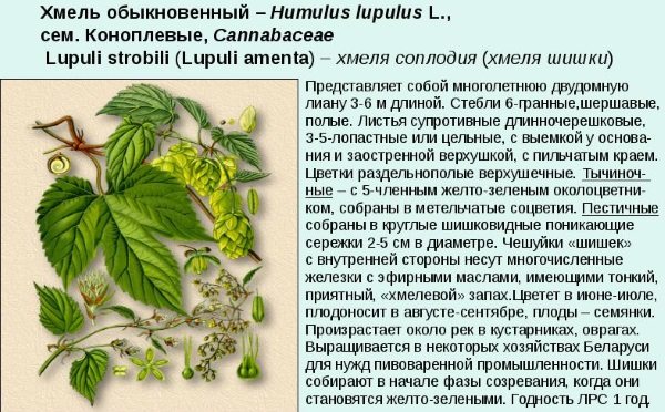 Хмель шишки. Полезные, лечебные свойства и противопоказания для женщин, мужчин, детей. Когда собирать и как использовать растение в домашних условиях
