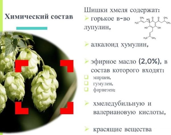 Хмель шишки. Полезные, лечебные свойства и противопоказания для женщин, мужчин, детей. Когда собирать и как использовать растение в домашних условиях