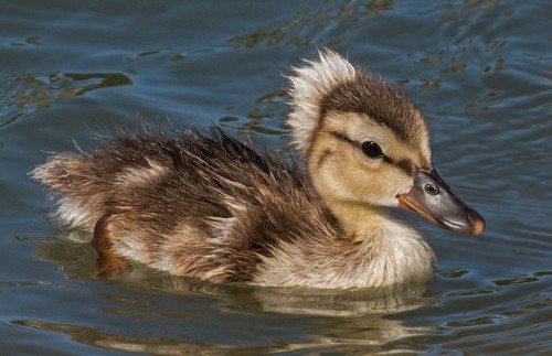 Хохлатая утка