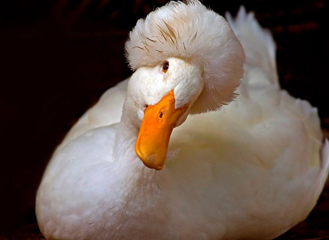 Хохлатые утки: особенности породы