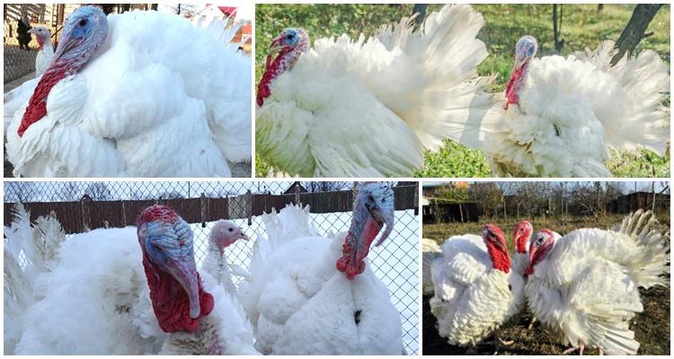 индюки биг 6