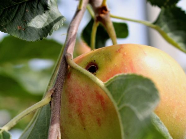 Используйте специальные препараты для уничтожения вредителей