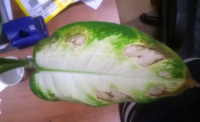 К пересыханию листьев может привести и корневая гниль