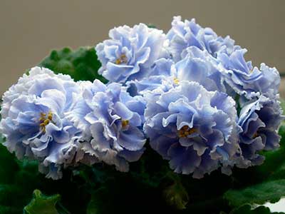 Как-цветет-фиалка-голубой-туман-фото