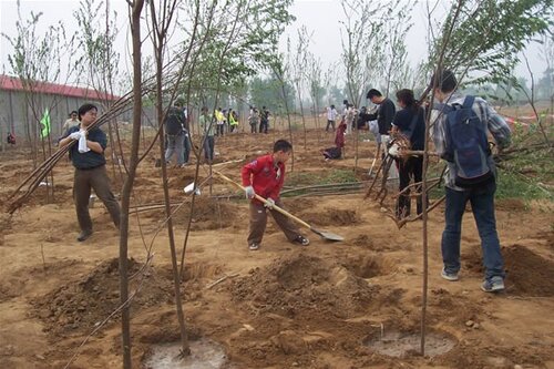 Как и когда правильно сажать деревья и кустарники в саду