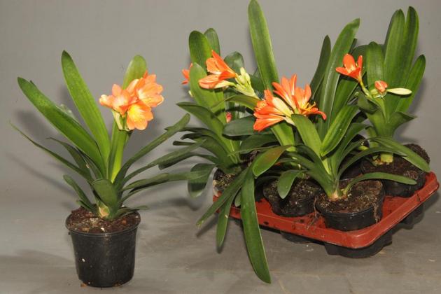 Как пересадить комнатные луковичные цветы
