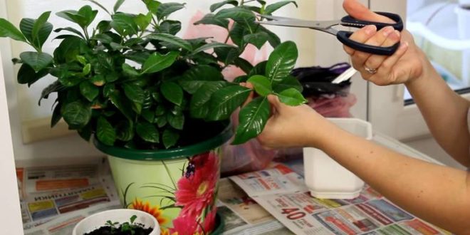 Как размножить чубушник — весной, летом