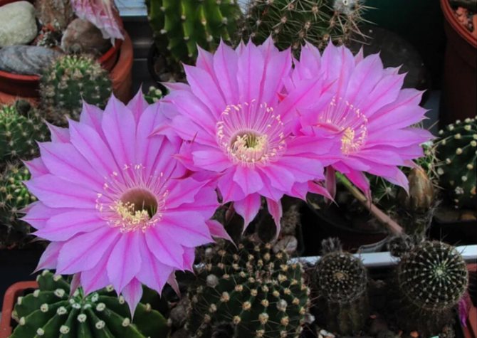 кактус цветет фиолетовым