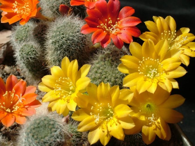 кактус цветет красным и желтым