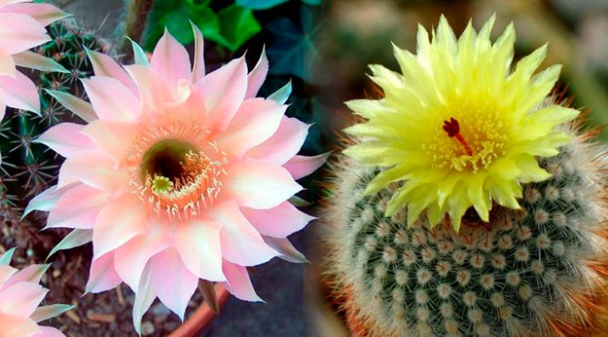 кактусы цветы
