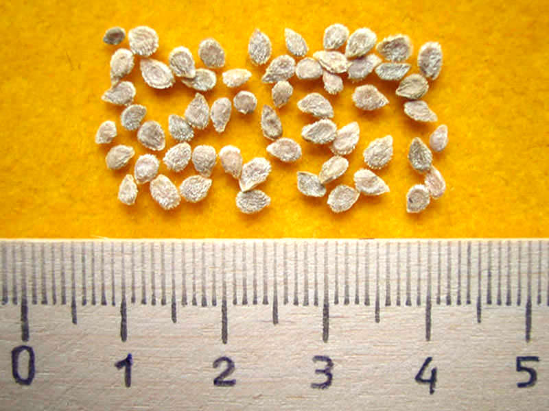 калибровка семян томатов