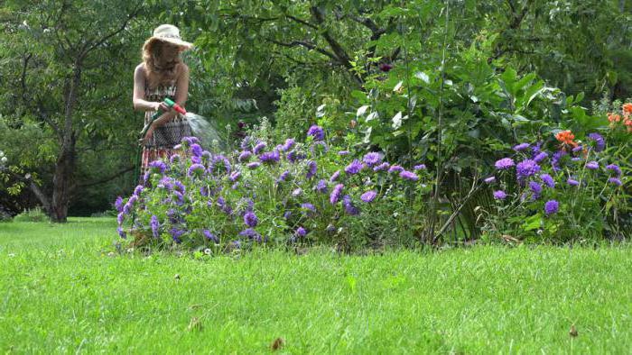 каллистефус китайский