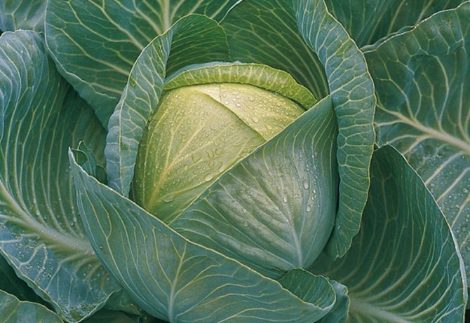 Капуста сорта Килатон