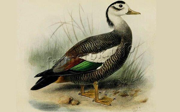 Китайская хохлатка на старинной китайской гравюре