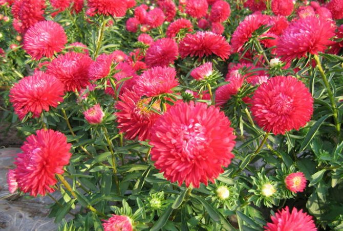 Китайские астры однолетние China Aster Red Ribbon Rose фото