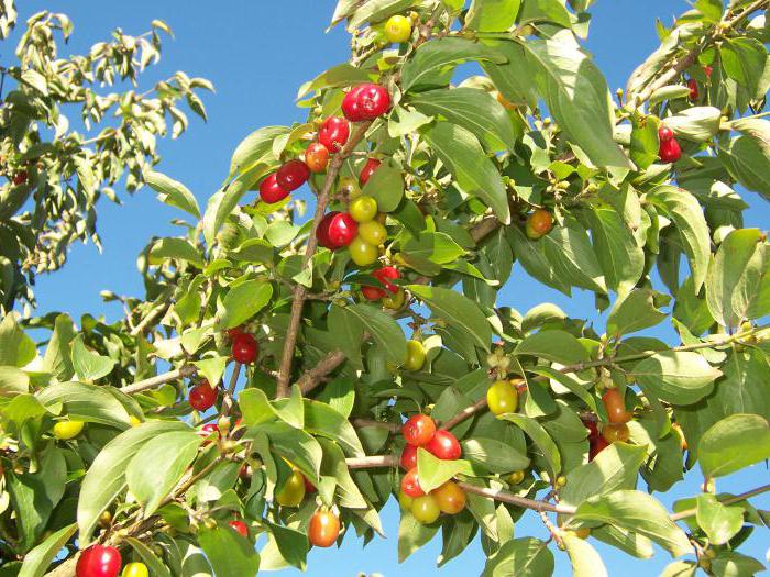 кизил косточки полезные свойства