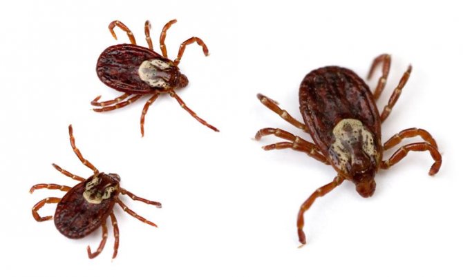 клещи на цветах