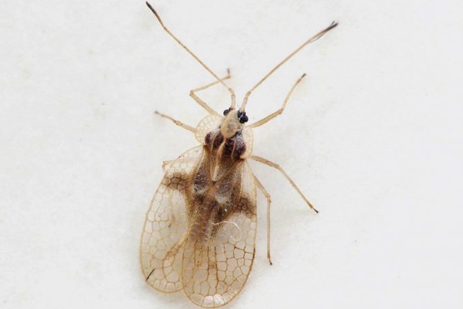 Клоп рододендронный