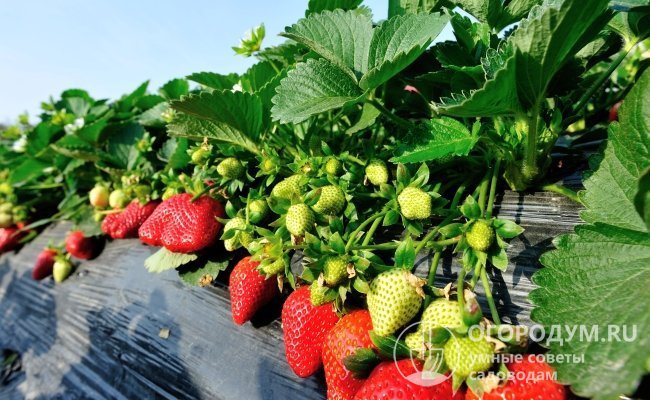 Клубника Сан Андреас (на фото) обеспечивает высокую урожайность благодаря ремонтантному типу плодоношения