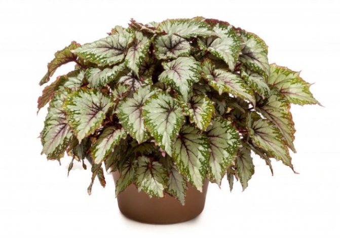 Когда цветет бегония