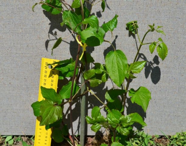 Когда и как правильно сажать клематисы весной в открытый грунт