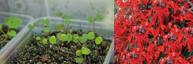 комнатные растения в семенах