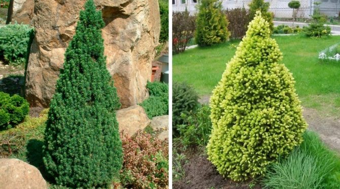 Конусовидные ели